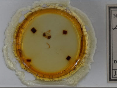 slide view of adult Clostera apicalis