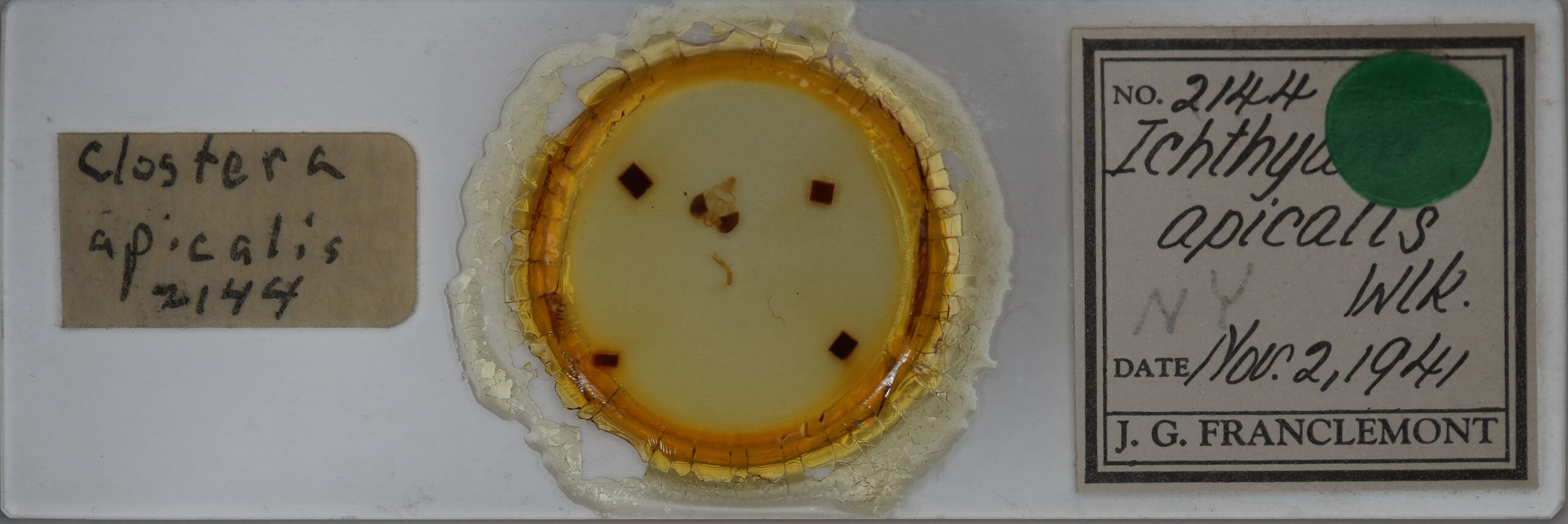 slide view of adult Clostera apicalis