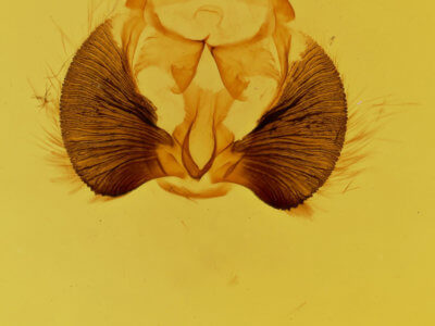 genitalia view of adult Clostera brucei