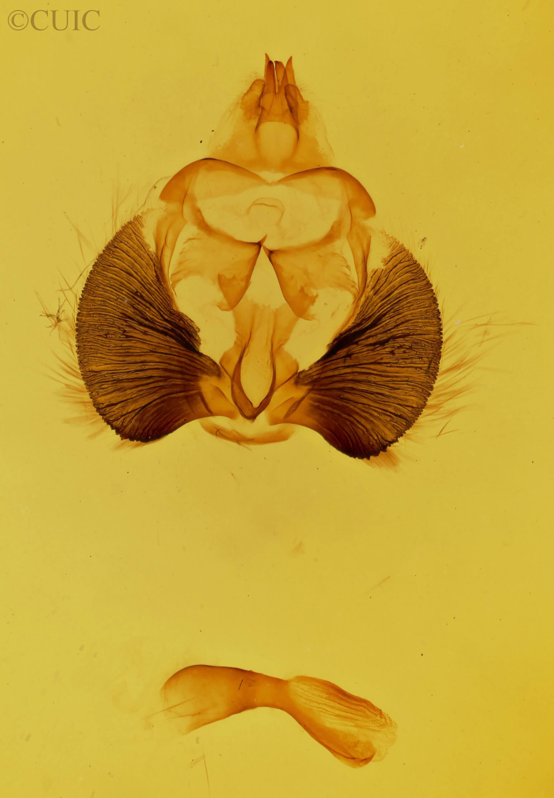 genitalia view of adult Clostera brucei