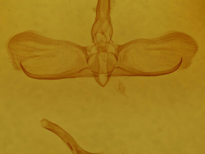 genitalia view of adult Apoda y-inversum