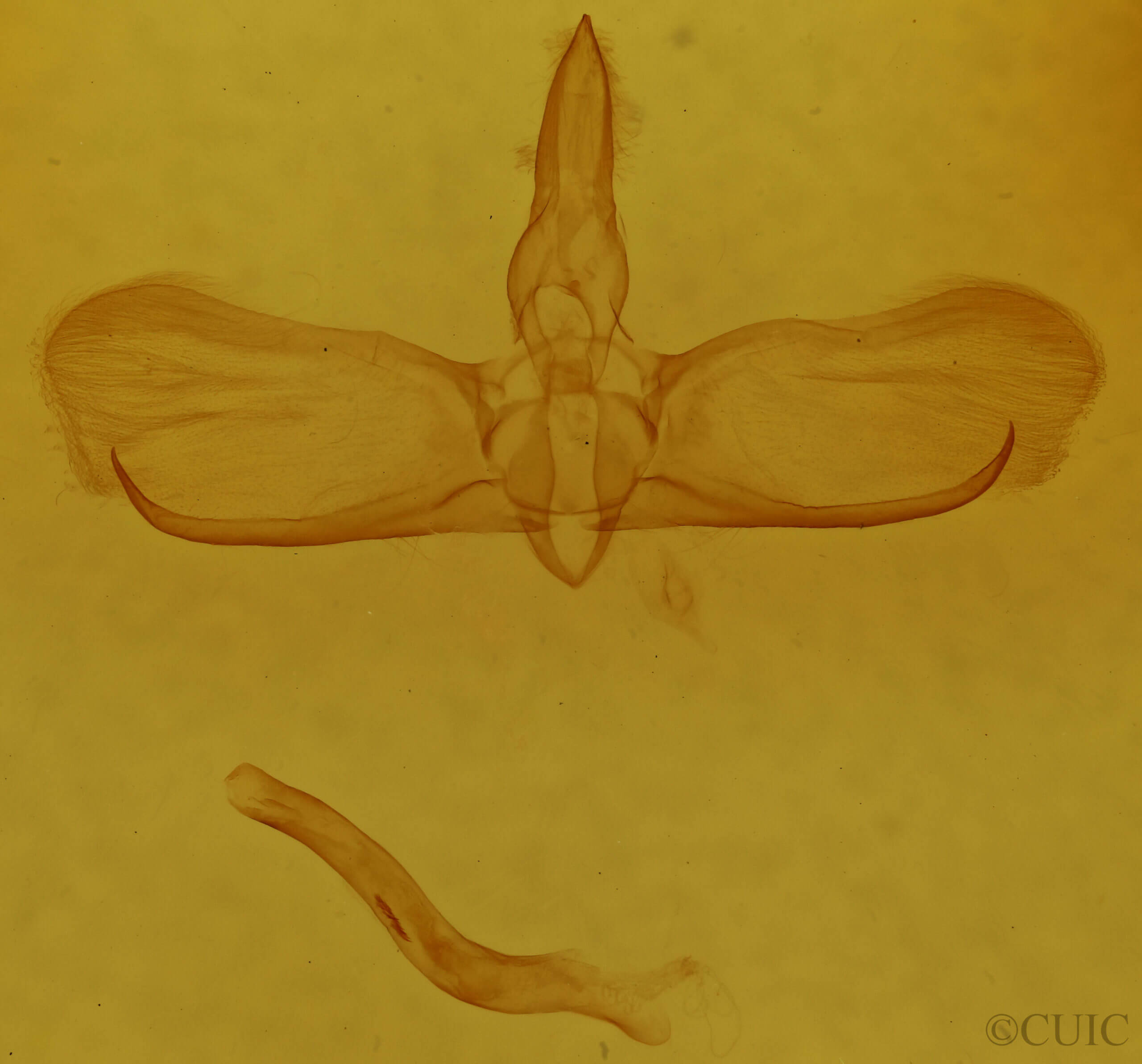 genitalia view of adult Apoda y-inversum
