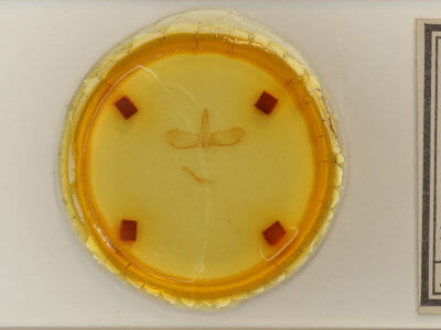 slide view of adult Apoda y-inversum