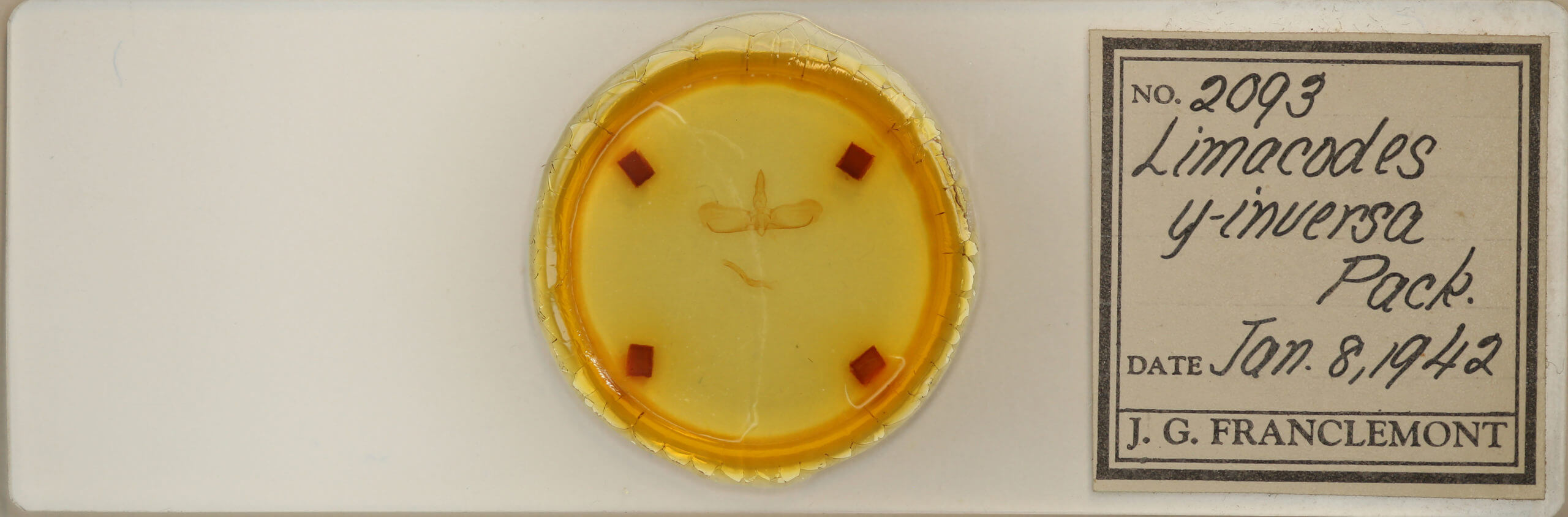 slide view of adult Apoda y-inversum