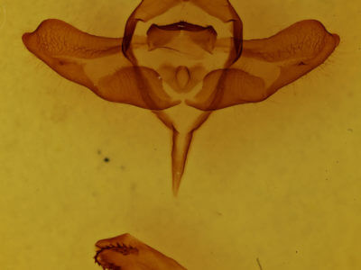 genitalia view of adult Colocasia propinquilinea