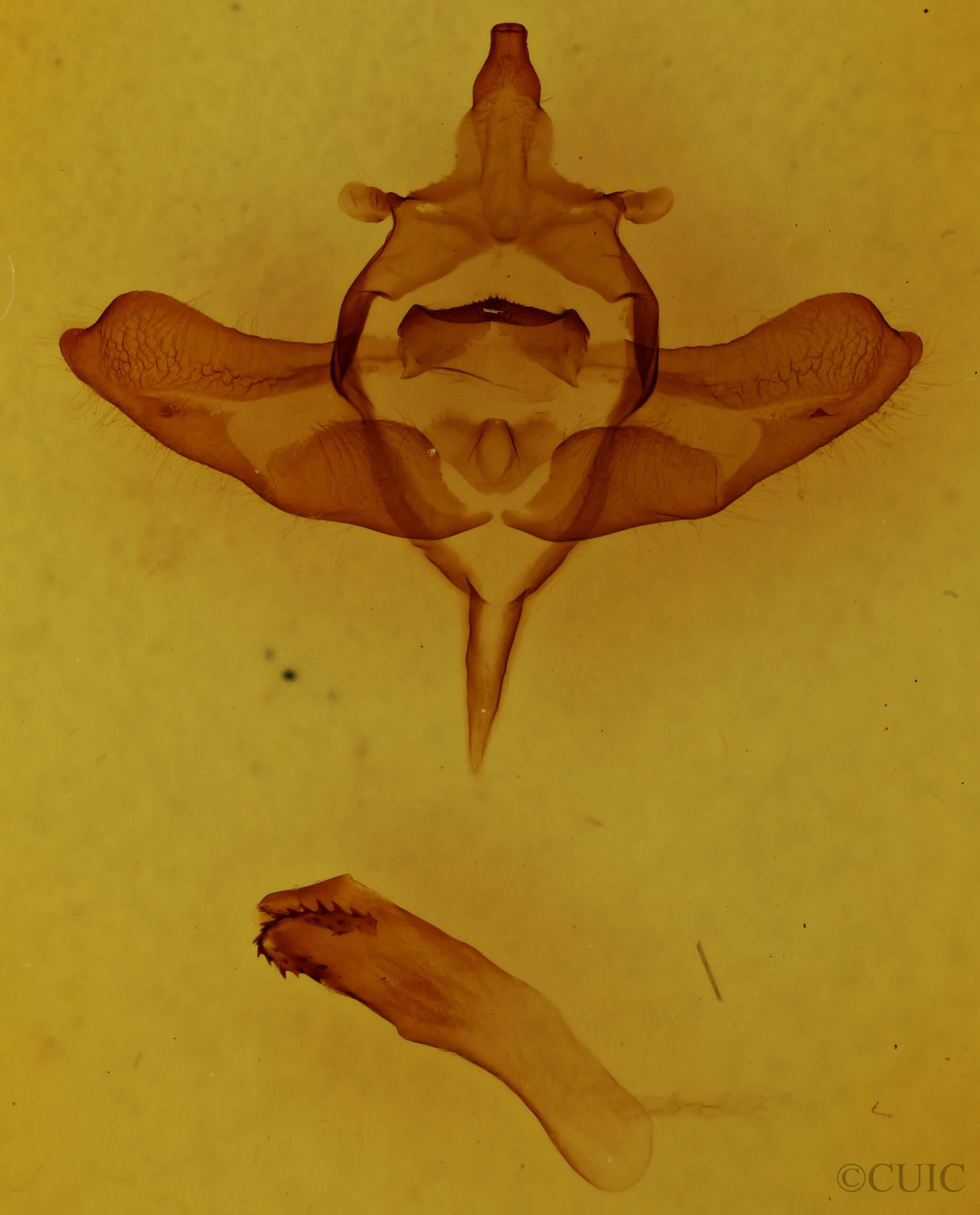 genitalia view of adult Colocasia propinquilinea