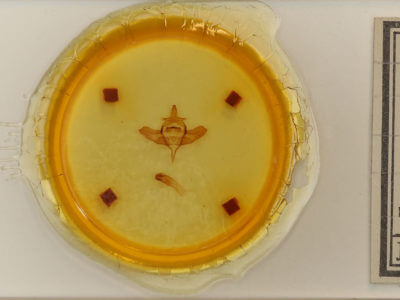 slide view of adult Colocasia propinquilinea