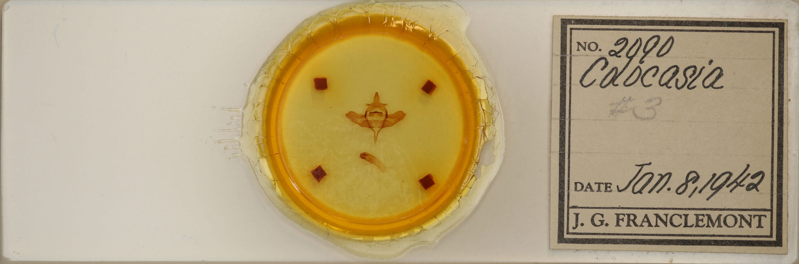 slide view of adult Colocasia propinquilinea