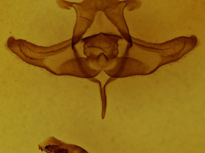 genitalia view of adult Colocasia flavicornis