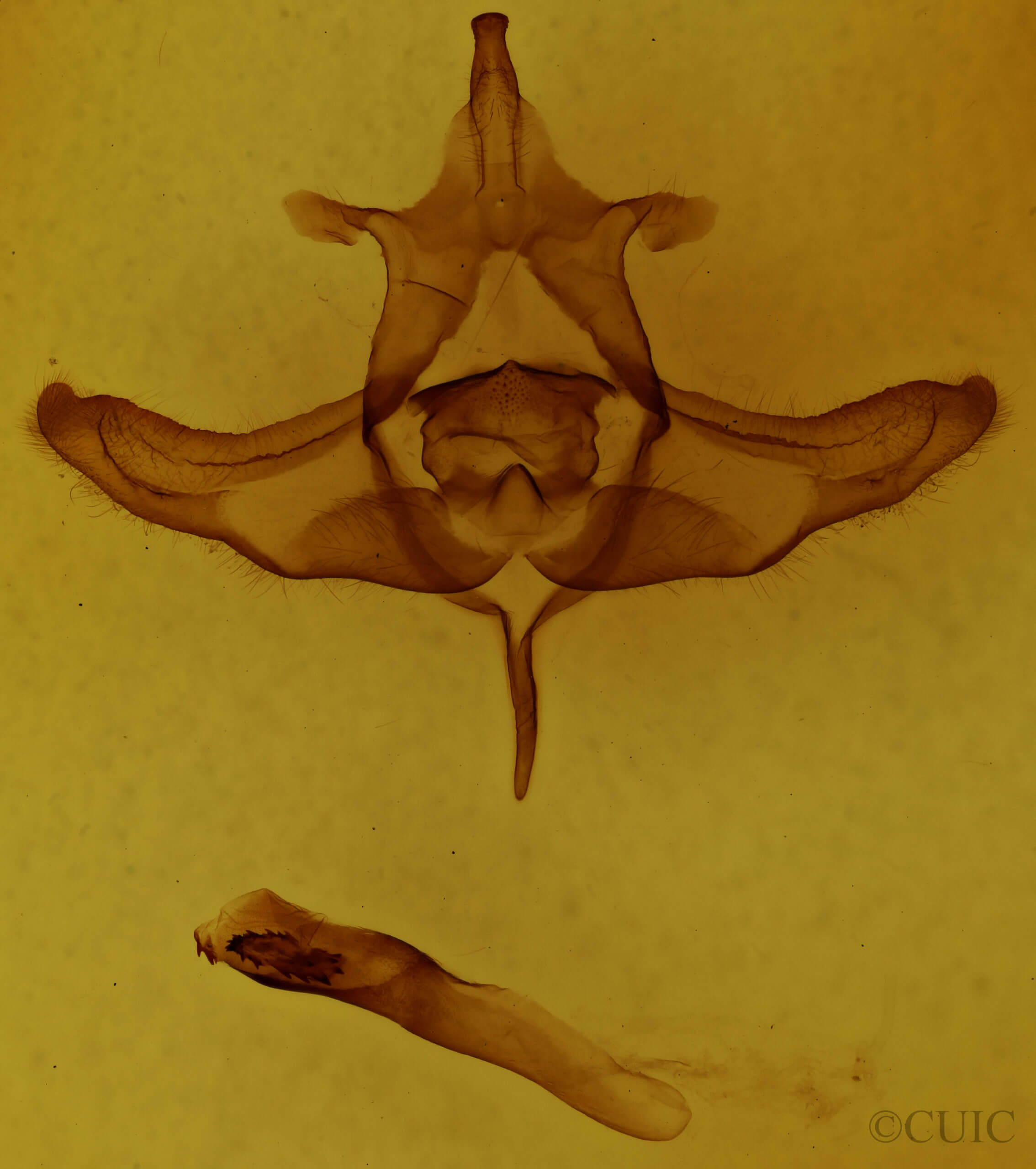 genitalia view of adult Colocasia flavicornis
