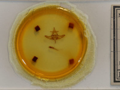 slide view of adult Colocasia flavicornis