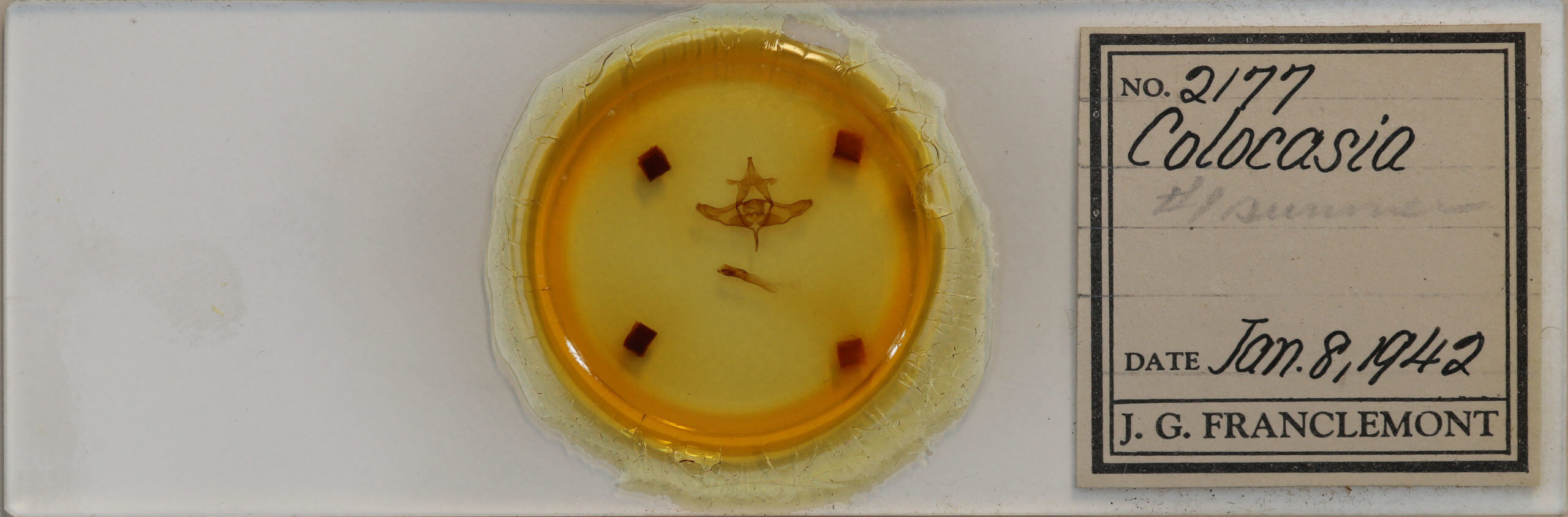 slide view of adult Colocasia flavicornis