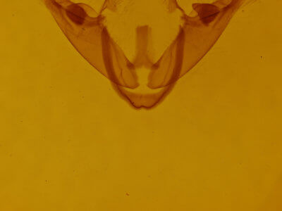 genitalia view of adult Comachara cadburyi