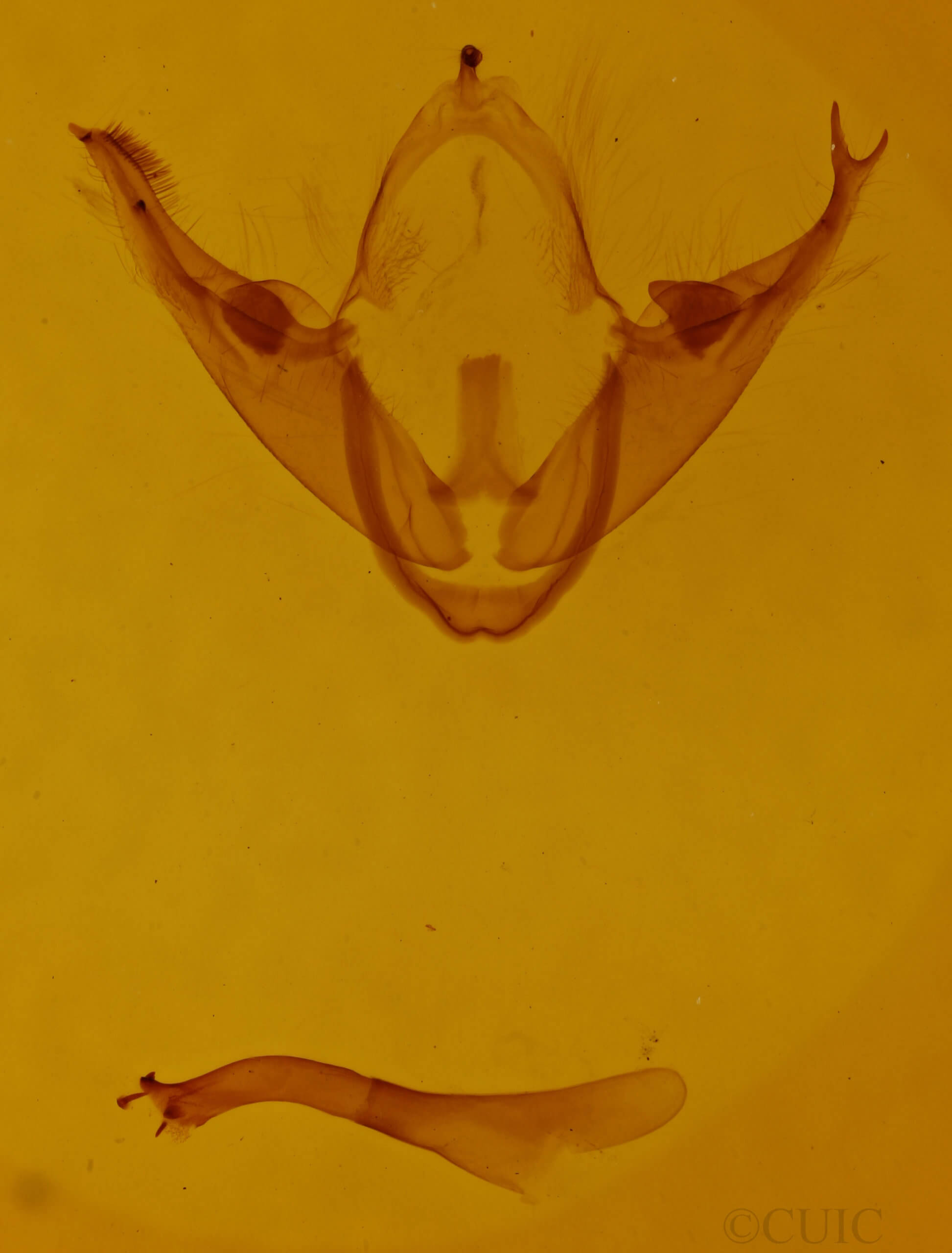 genitalia view of adult Comachara cadburyi