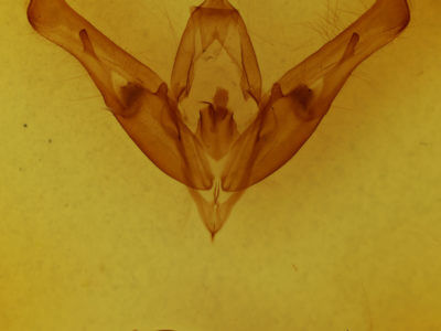genitalia view of adult Cucullia  postera