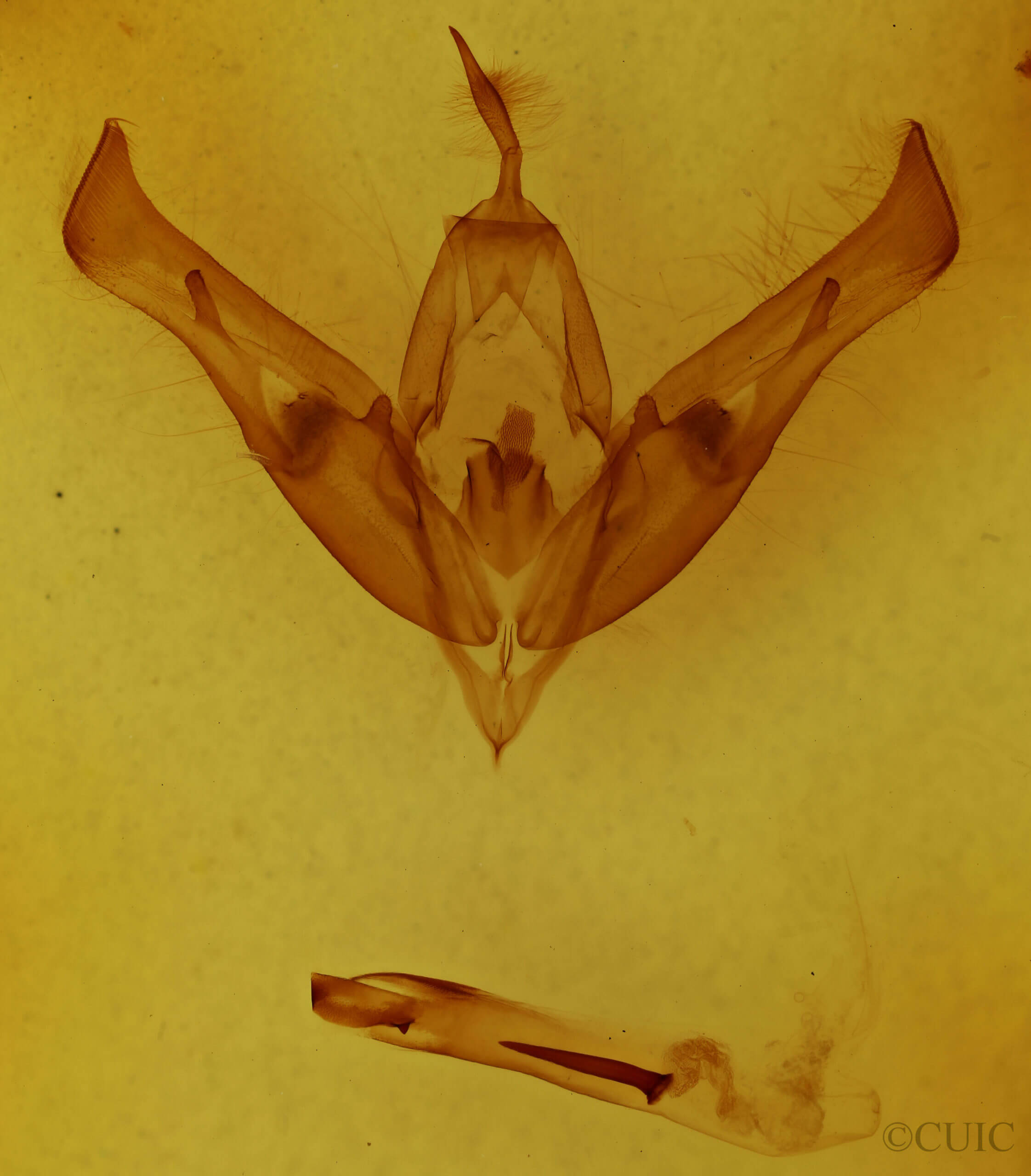 genitalia view of adult Cucullia  postera