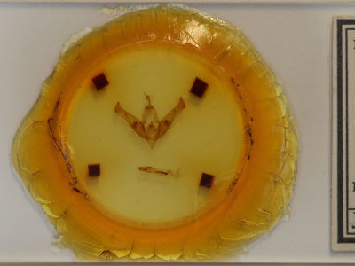 slide view of adult Cucullia  postera