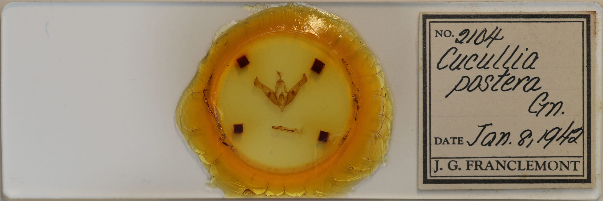 slide view of adult Cucullia  postera