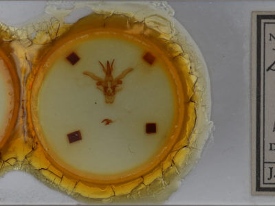 slide view of adult Dasylophia anguina