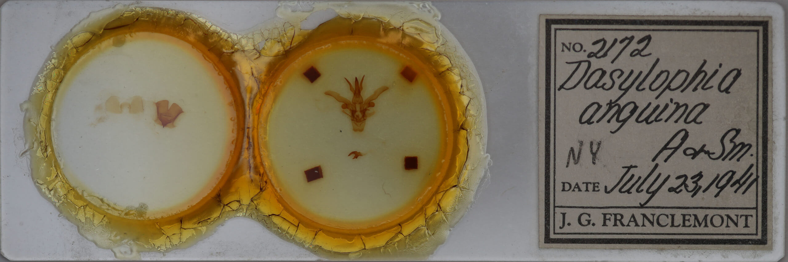 slide view of adult Dasylophia anguina