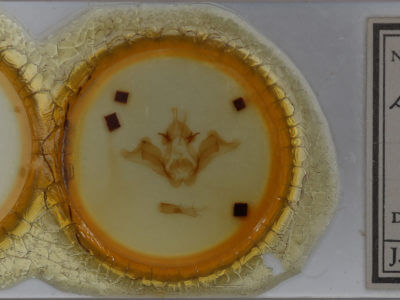 slide view of adult Datana contracta