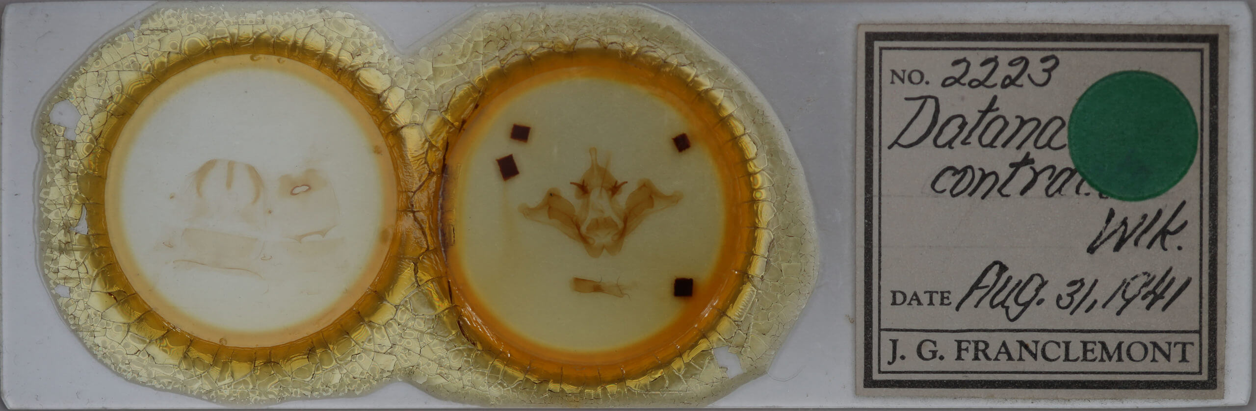 slide view of adult Datana contracta