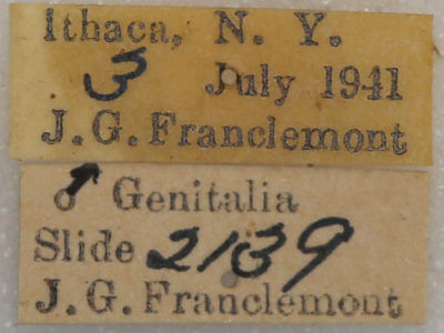 label view of adult Datana drexelii