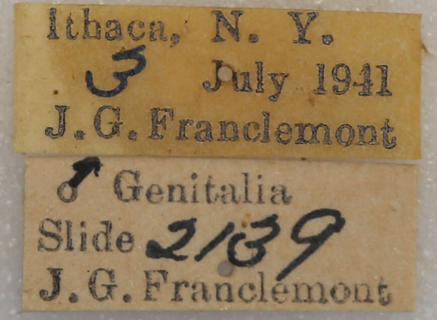 label view of adult Datana drexelii