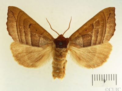 dorsal view of adult Datana drexelii