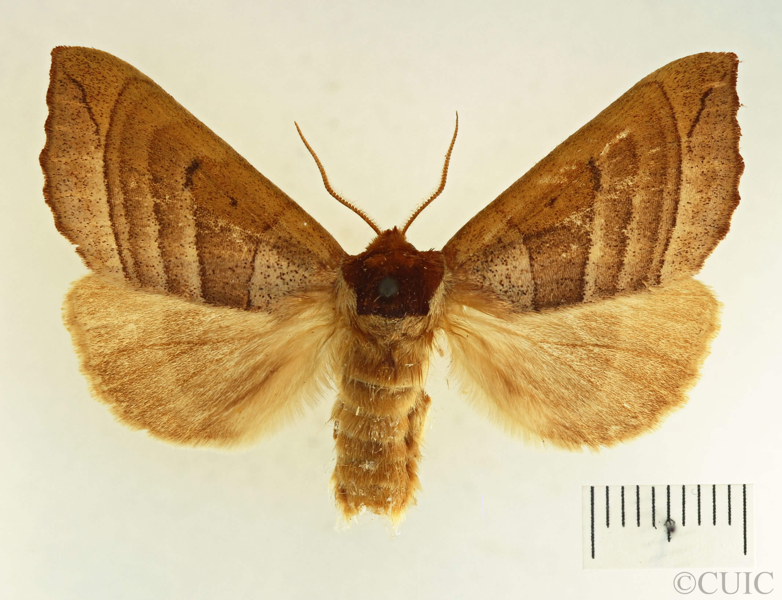 dorsal view of adult Datana drexelii