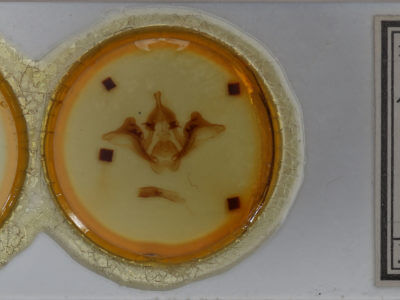 slide view of adult Datana drexelii