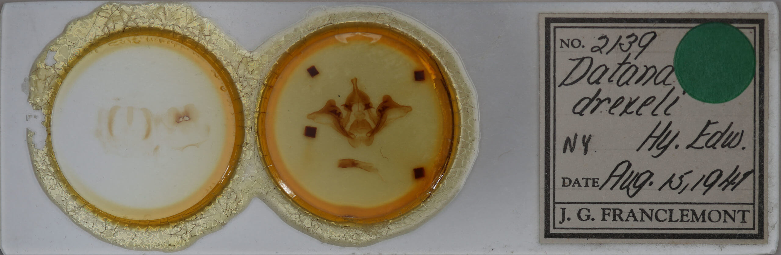 slide view of adult Datana drexelii