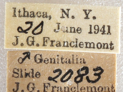 label view of adult Datana ministra