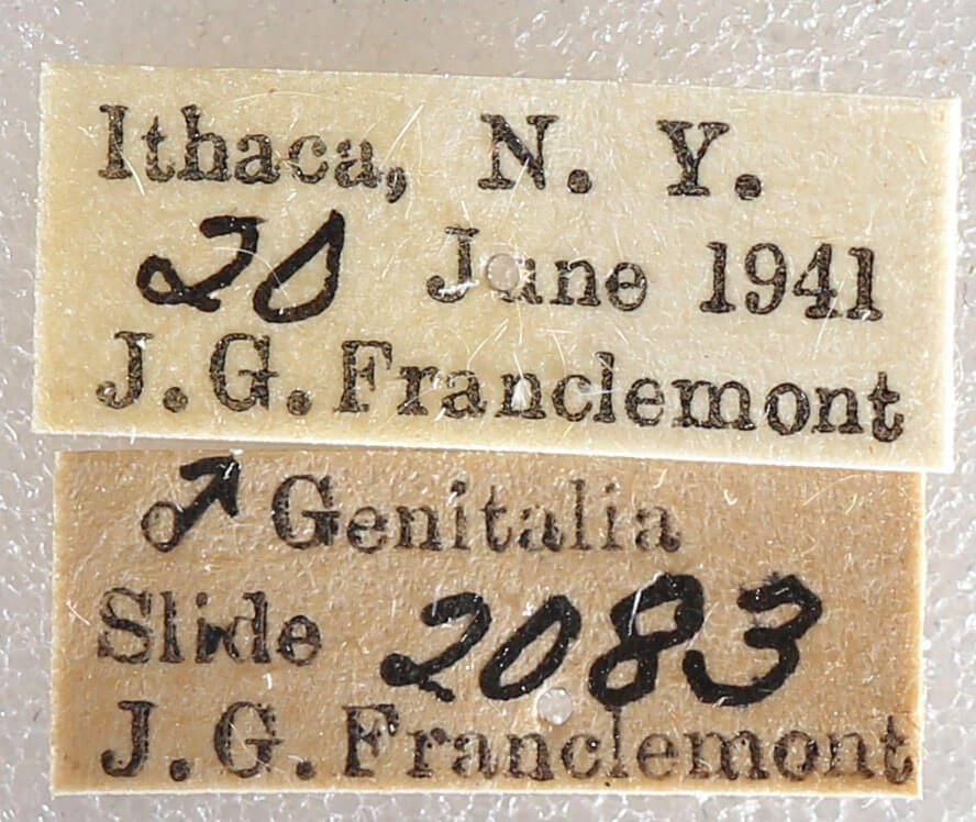 label view of adult Datana ministra