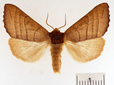 dorsal view of adult Datana ministra