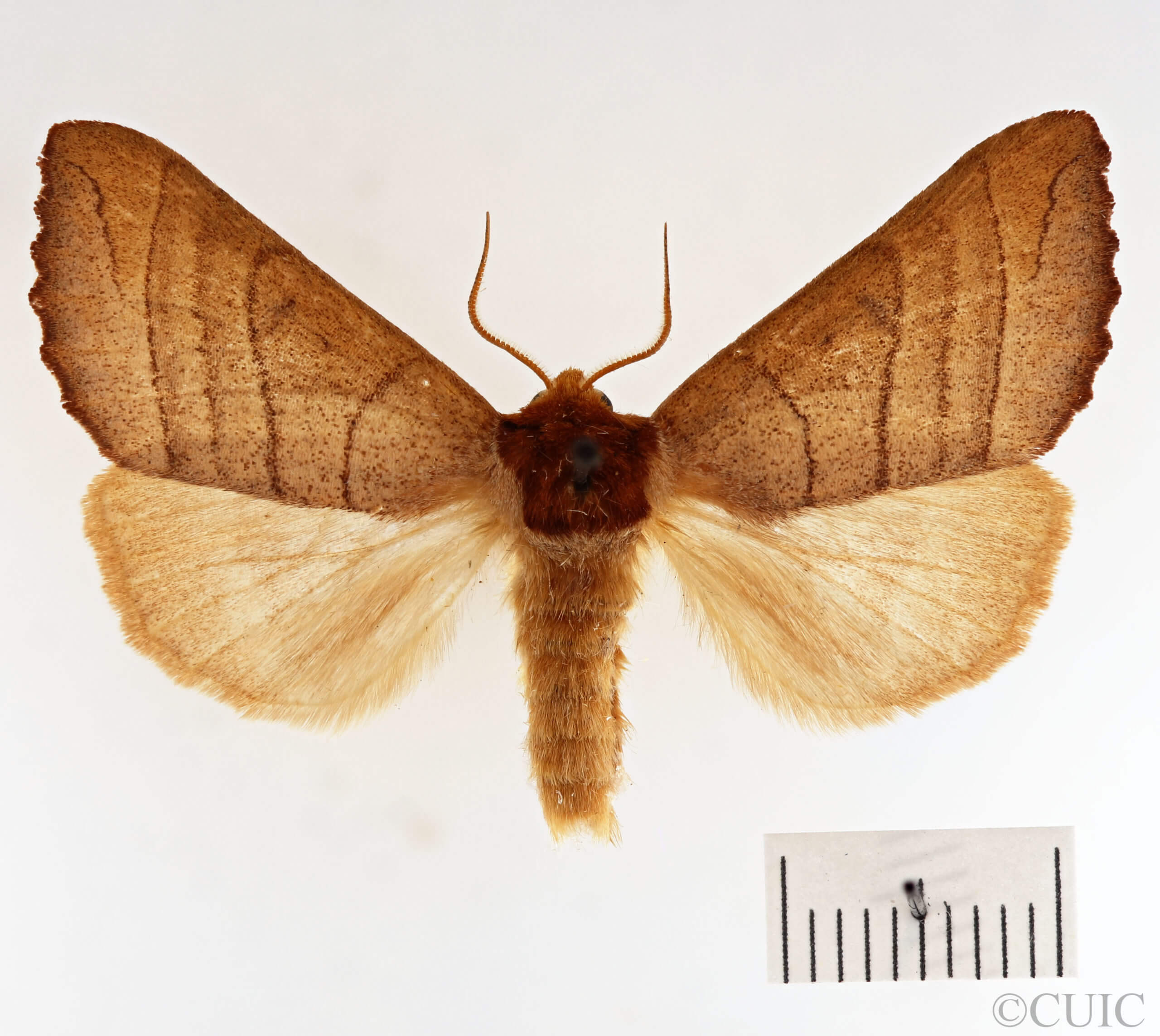 dorsal view of adult Datana ministra