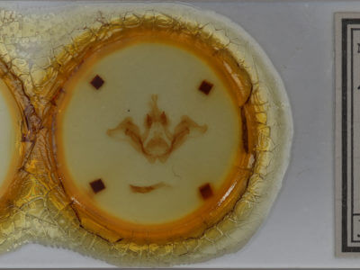 slide view of adult Datana modesta