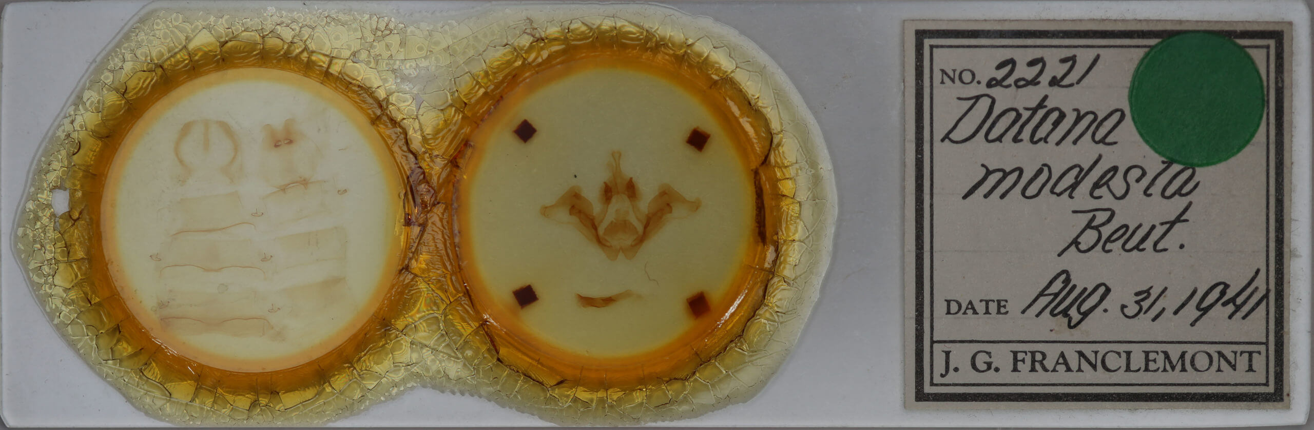 slide view of adult Datana modesta