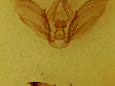 genitalia view of adult Dicentria centralis