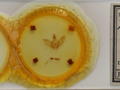 slide view of adult Dicentria centralis