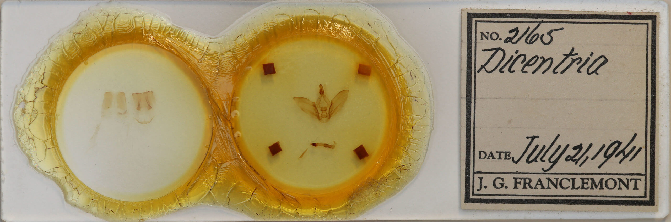 slide view of adult Dicentria centralis