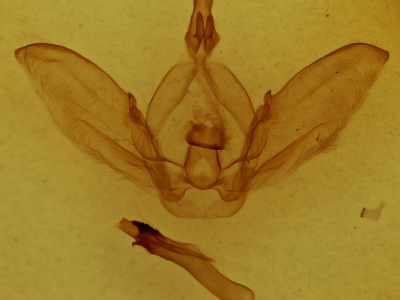 genitalia view of adult Dicentria centralis
