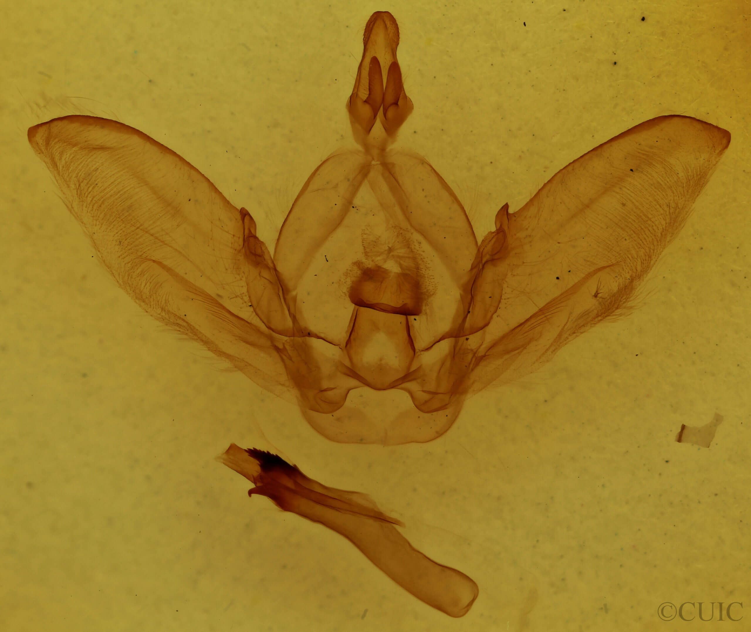 genitalia view of adult Dicentria centralis