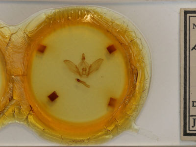 slide view of adult Dicentria centralis