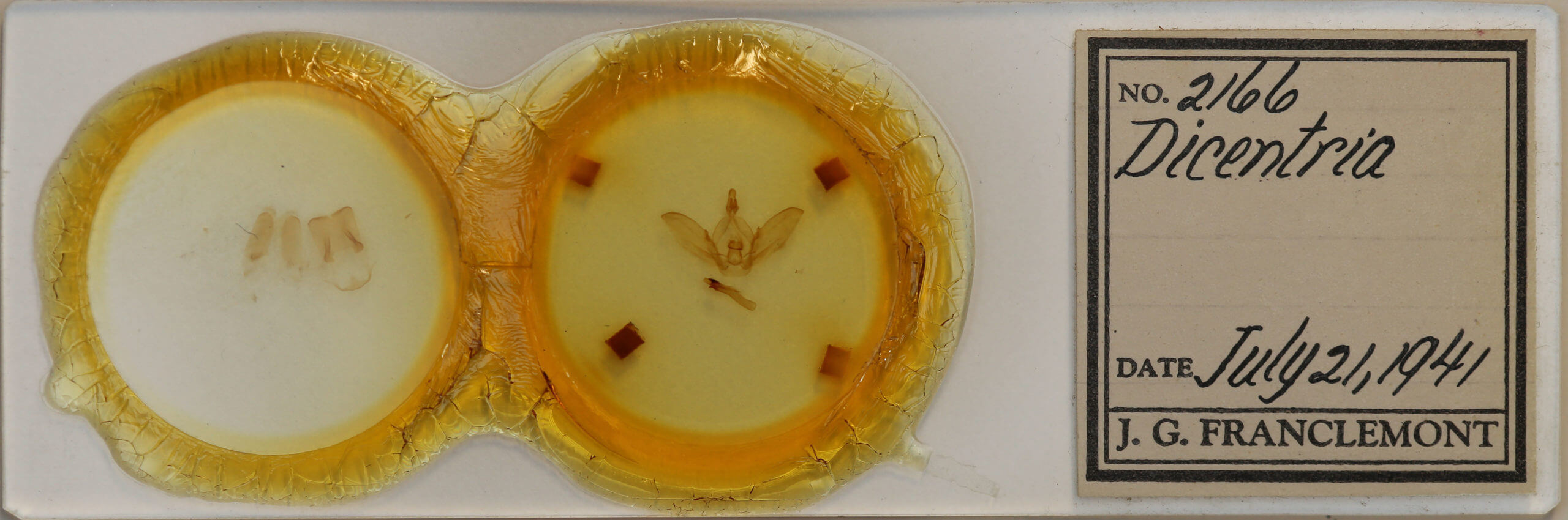 slide view of adult Dicentria centralis