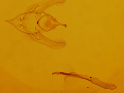 genitalia view of adult Dichorda  iridaria