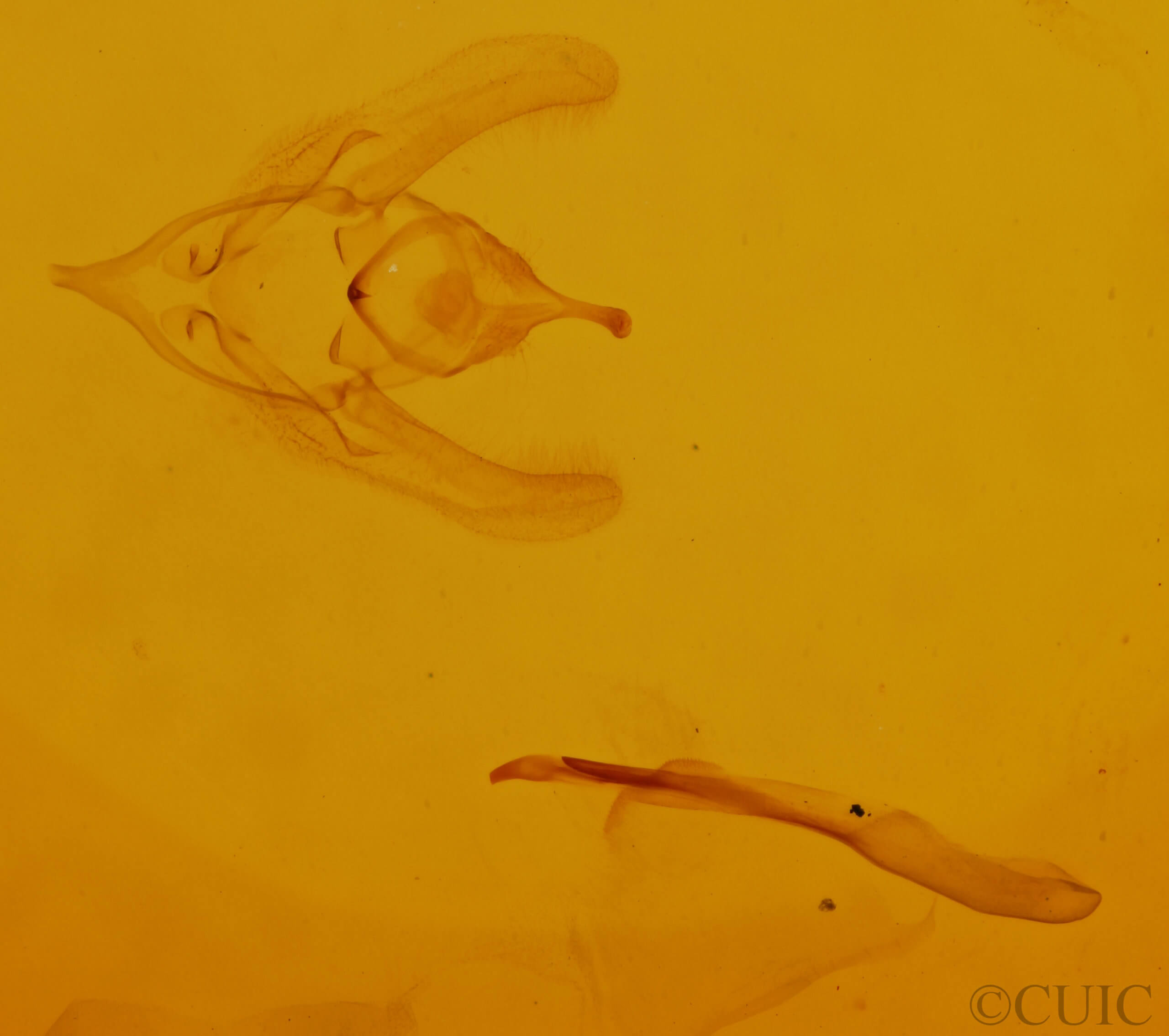 genitalia view of adult Dichorda  iridaria