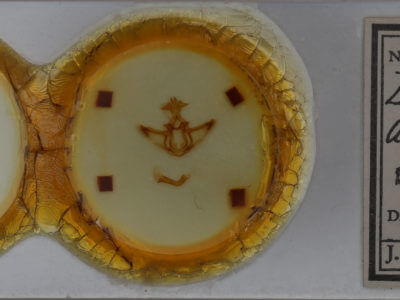 slide view of adult Didugua argentilinea