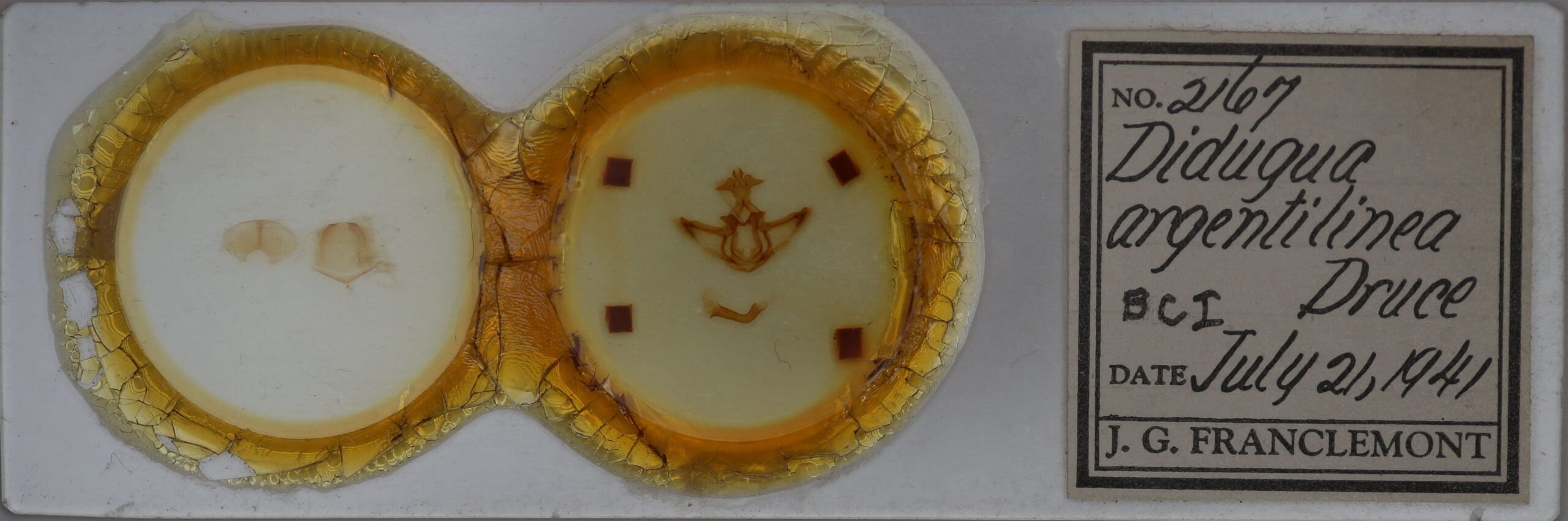 slide view of adult Didugua argentilinea