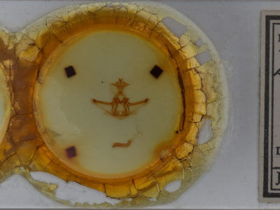 slide view of adult Didugua argentilinea